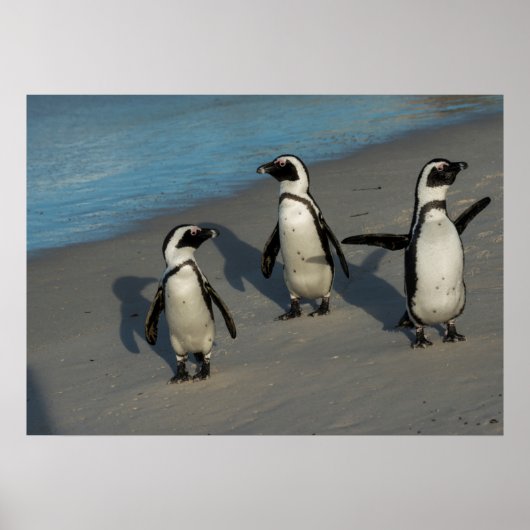 Afrikanische Pinguine | Spheniscus Demersus Poster (Vorne)
