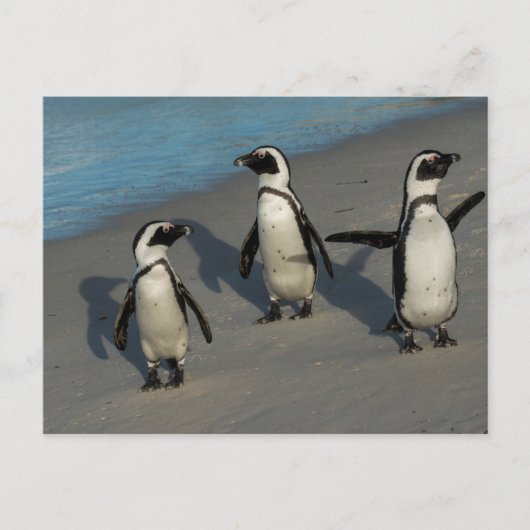 Afrikanische Pinguine | Spheniscus Demersus Postkarte (Vorderseite)