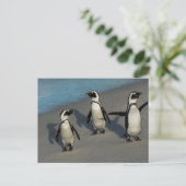 Afrikanische Pinguine | Spheniscus Demersus Postkarte (Stehend Vorderseite)
