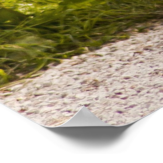 Afrikanische Pygmiziege Poster (Ecke)