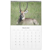Afrikanische Safari Kalender (Mär 2026)