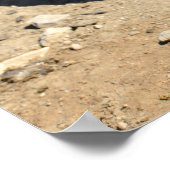 Afrikanische Schildkröte am Boden Poster (Ecke)