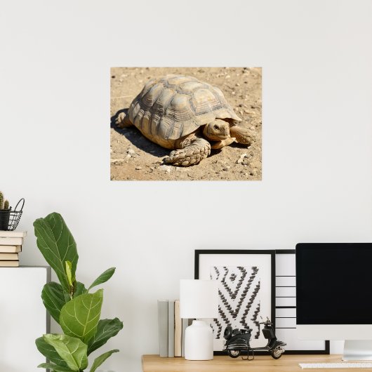 Afrikanische Schildkröte am Boden Poster (Heimbüro)