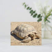 Afrikanische Schildkröte am Boden Postkarte (Stehend Vorderseite)