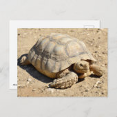 Afrikanische Schildkröte am Boden Postkarte (Vorne/Hinten)
