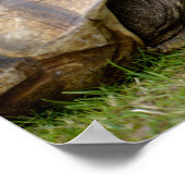 Afrikanische Schildkröte auf Gras Poster (Ecke)