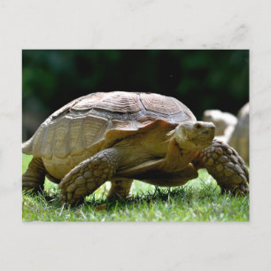Afrikanische Schildkröte auf Gras Postkarte