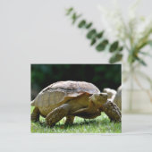 Afrikanische Schildkröte auf Gras Postkarte (Stehend Vorderseite)