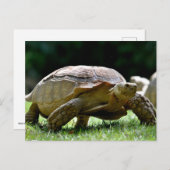 Afrikanische Schildkröte auf Gras Postkarte (Vorne/Hinten)