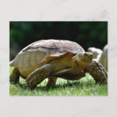 Afrikanische Schildkröte auf Gras Postkarte (Vorderseite)