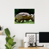 Afrikanische Schildkröte, die auf Gras-Postkarte s Poster (Heimbüro)