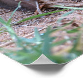 Afrikanische Schnecke Poster (Ecke)