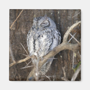 Afrikanische Scops-Eule, Kruger Nationalpark, Süd Magnet