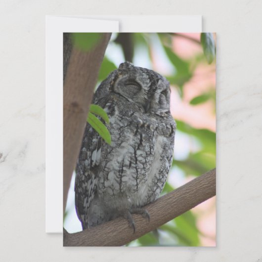 Afrikanische Scops-Eule schläft in einem Baum Dankeskarte (Vorderseite)