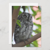 Afrikanische Scops-Eule schläft in einem Baum Dankeskarte (Vorne/Hinten)