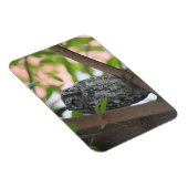 Afrikanische Scops-Eule schläft in einem Baum Magnet (Rechte Seite)