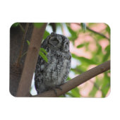 Afrikanische Scops-Eule schläft in einem Baum Magnet (Horizontal)