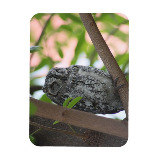 Afrikanische Scops-Eule schläft in einem Baum Magnet (Vertikal)