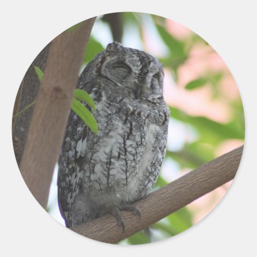 Afrikanische Scops-Eule schläft in einem Baum Runder Aufkleber (Vorderseite)
