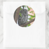 Afrikanische Scops-Eule schläft in einem Baum Runder Aufkleber (Tasche)