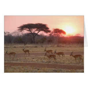 Afrikanische Sonnenuntergang-Karte