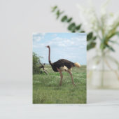 Afrikanische Straußenwild Postkarte (Stehend Vorderseite)