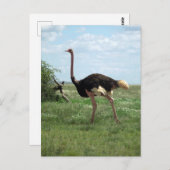 Afrikanische Straußenwild Postkarte (Vorne/Hinten)