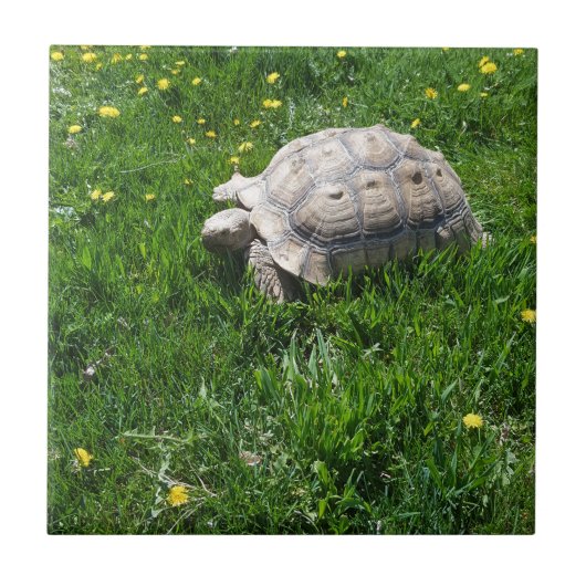 Afrikanische sulcata Schildkröte Fliese (Vorderseite)