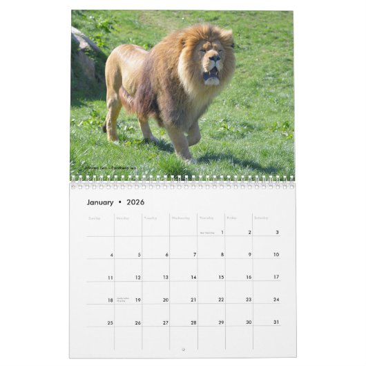 Afrikanische Tiere 12 Monate Kalender (Jan 2026)