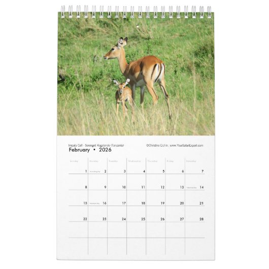 Afrikanische Tiere der nächsten Generation (Single Kalender (Feb 2026)