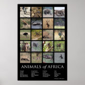 Afrikanische Tiere Poster (Vorne)