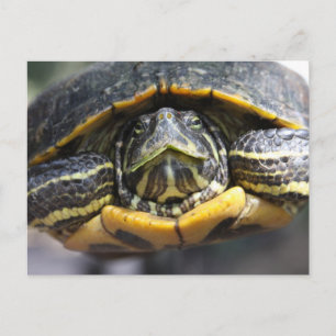 Afrikanische Turtle Postkarte