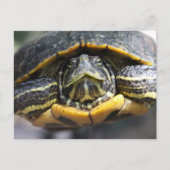 Afrikanische Turtle Postkarte (Vorderseite)