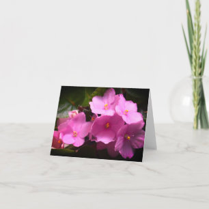 Afrikanische Veilchen Saintpaulia Blumen in Rosa Karte