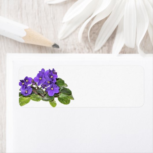 Afrikanische Violet (Insitu)