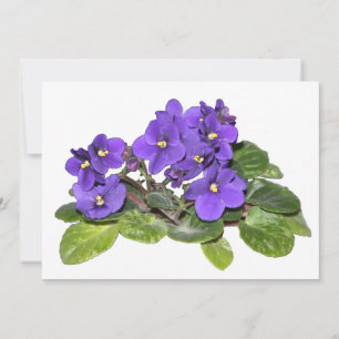 Afrikanische Violet