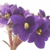 Afrikanische Violet Aufkleber (Vorderseite)