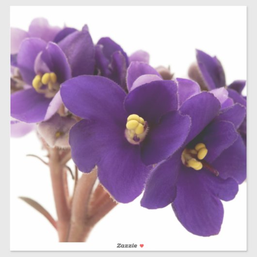 Afrikanische Violet Aufkleber (Blatt)