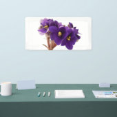 Afrikanische Violet Banner (Messe)