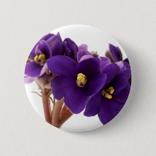 Afrikanische Violet Button (Vorderseite)