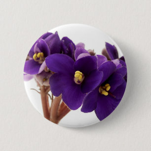 Afrikanische Violet Button