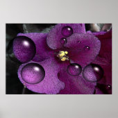Afrikanische Violet Fantasy Poster (Vorne)