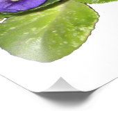 Afrikanische Violet Fotodruck (Ecke)