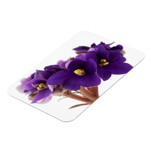 Afrikanische Violet Magnet (Linke Seite)