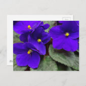 Afrikanische Violet Postkarte (Vorne/Hinten)