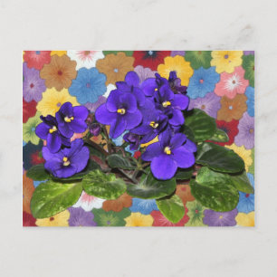 Afrikanische Violet Postkarte
