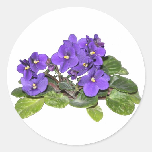 Afrikanische Violet Runder Aufkleber (Vorderseite)