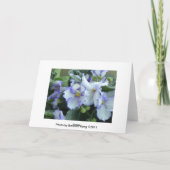 Afrikanische Violetkarte Karte (Rückseite)