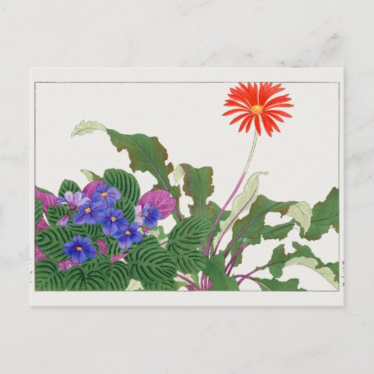 Afrikanische Violette Gerbera von Tanigami Konan Postkarte (Vorderseite)