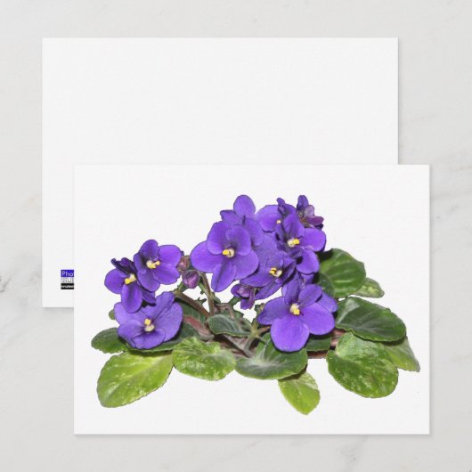 afrikanische Violette Postkarte (Vorne/Hinten)